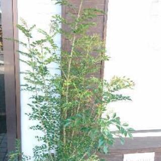観葉植物  シマトネリコ