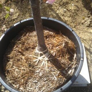 ヨウコウザクラ 高さ2.3m