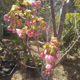 ヨウコウザクラ 高さ2.3m