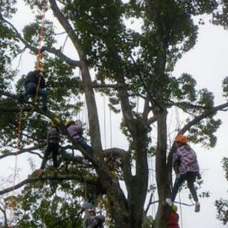 ロープで木登りツリーイング体験 in 西宮市日野神社 - イベント