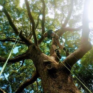 ロープで木登りツリーイング体験 in 西宮市日野神社 − 兵庫県