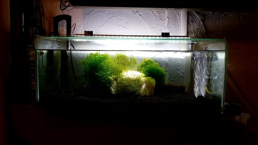 水槽　レッドチェリーシュリンプ　ろ過機