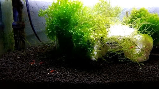 水槽　レッドチェリーシュリンプ　ろ過機