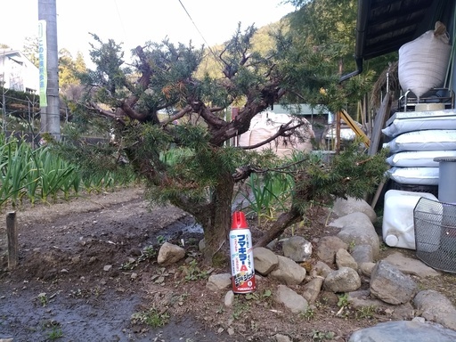bonsai 杜松（トショウ）ネズ　ネズミサシ　松　盆栽　現在地植えしてあります整枝用（剪定用）にいかがですか？　　juniperus rigida bonsai　for sale