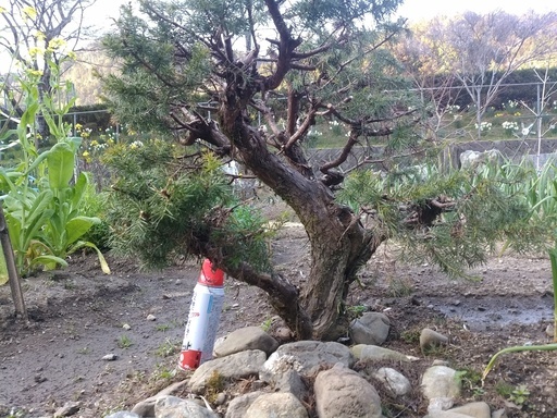 bonsai 杜松（トショウ）ネズ　ネズミサシ　松　盆栽　現在地植えしてあります整枝用（剪定用）にいかがですか？　　juniperus rigida bonsai　for sale