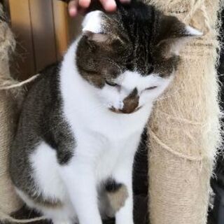 ２匹とも、とてもおとなしい親子猫です - 里親募集