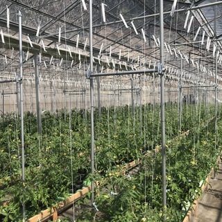千葉県鴨川市内浦でトマト栽培の管理者兼運転手を募集しています。月...