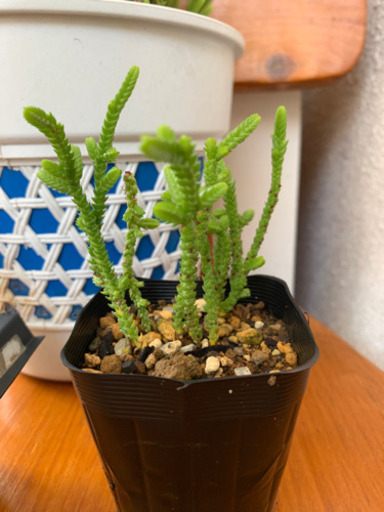 多肉植物 若緑 Nee 古島のその他の中古あげます 譲ります ジモティーで不用品の処分