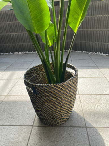 定価6千円 ニトリ フェイクグリーン 鉢付き トラベラーズパーム 観葉植物 奥田航 西早稲田のインテリア雑貨 小物 置物 オブジェ の中古あげます 譲ります ジモティーで不用品の処分 定価6千円 ニトリ フェイクグリーン 鉢付き トラベラーズパーム 観葉植物 奥田航 西早稲田のインテリア雑貨 小物 置物 オブジェ の中古あげます 譲ります ジモティーで不用品の処分