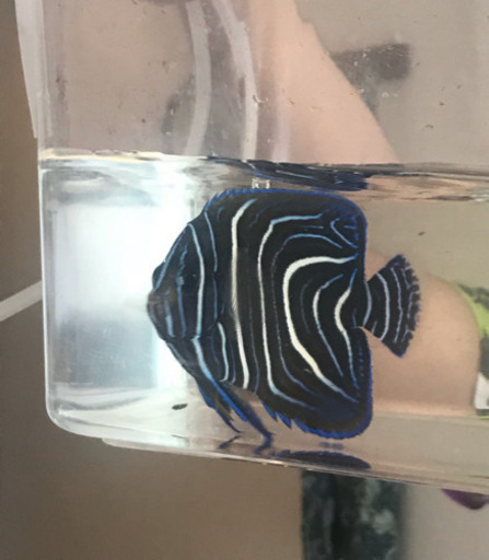 取引中海水魚サザナミヤッコ ささ 練馬の生活雑貨の中古あげます 譲ります ジモティーで不用品の処分 取引中海水魚サザナミヤッコ ささ 練馬の生活雑貨の中古あげます 譲ります ジモティーで不用品の処分