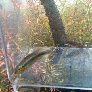 Ap.エリザベサエ リオネグロ WF1 1pr