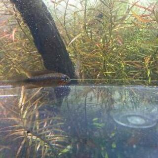 Ap.エリザベサエ リオネグロ WF1 1pr