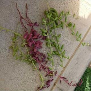 多肉植物 三日月ネックレス ルビーネックレス ドルフィンネックレス おさち 江南のその他の中古あげます 譲ります ジモティーで不用品の処分