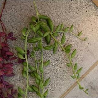 多肉植物 三日月ネックレス ルビーネックレス ドルフィンネックレス おさち 江南のその他の中古あげます 譲ります ジモティーで不用品の処分