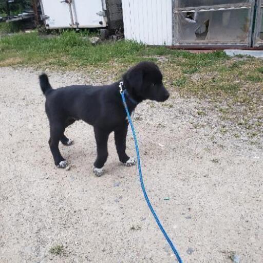 生後３ヶ月 ４ヶ月のオス まゆさん 吉野川の犬の里親募集 ジモティー