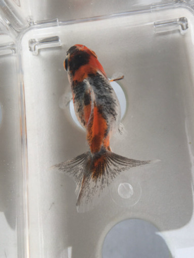 五色タイプ変わり金魚 ショートテール五色かわいい金魚です かずや 志紀のその他の中古あげます 譲ります ジモティーで不用品の処分 五色タイプ変わり金魚 ショートテール五色かわいい金魚です かずや 志紀のその他の中古あげます 譲ります ジモティーで不用品の処分