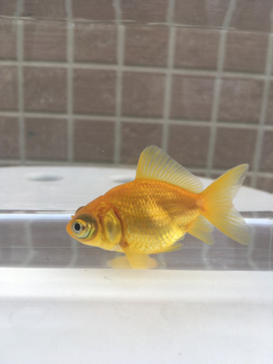 キラキラ (木村養魚場産 黄白模様 短尾 レア 金魚)