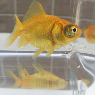 おもしろい品種です　前向き金魚　(木村養魚場産　出目　黄色い金魚...