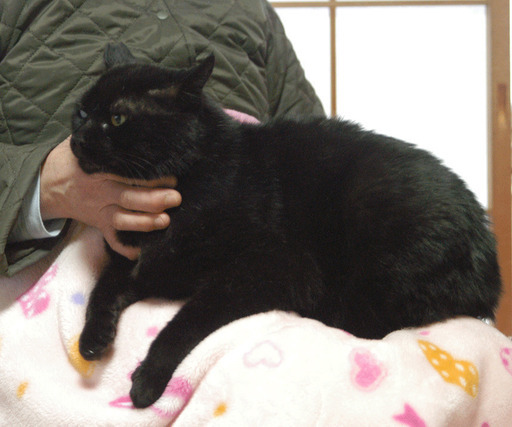 甘えん坊の黒猫の男の子 のんちゃん 長後の猫の里親募集 ジモティー