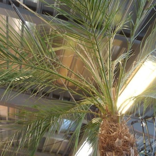 店舗同時販売中 フェニックスロベレニーロベ植木アメリカン 愛品倶楽部 柏店 柏のその他の中古あげます 譲ります ジモティーで不用品の処分