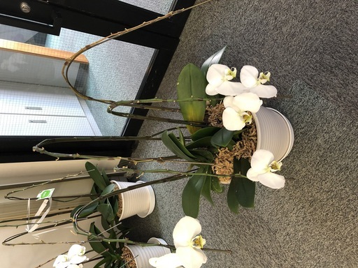 胡蝶蘭鉢植え花落ち後まだ葉は枯れていません りょうちゃん 大垣のその他の中古あげます 譲ります ジモティーで不用品の処分