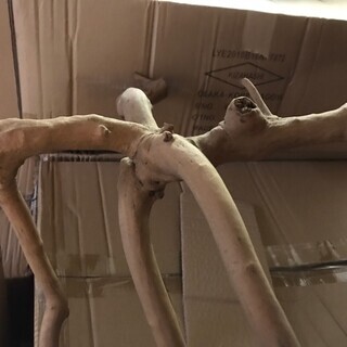 流木 木曽 天然木 超大型 約50～60cm！ イチオシ！ 木工芸 置物 自然木製