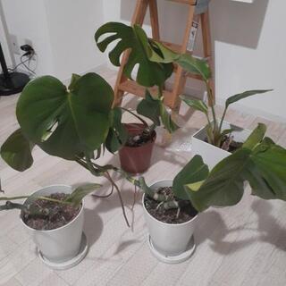 観葉植物×4