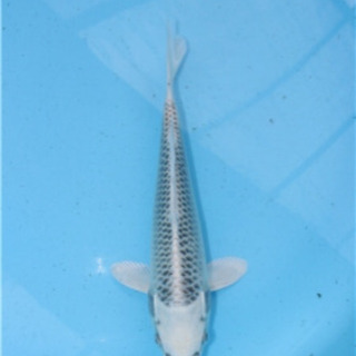 その他 錦鯉 魚 3匹セット