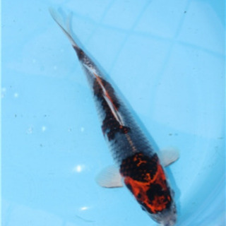 錦鯉 魚  3匹セット
