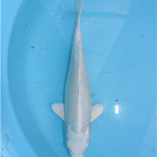 その他 錦鯉 魚 3匹セット