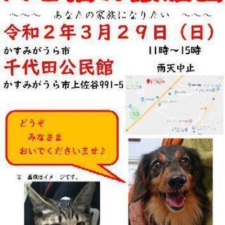 犬と猫の譲渡会