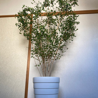 珍しい 植木 観葉植物 ベンジャミンバロック 園芸 雑貨 ガーデニング その他