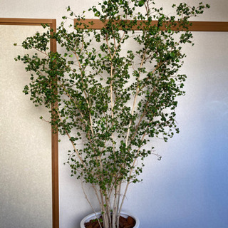 ベンジャミンバロック　観葉植物　植木　園芸　ガーデニング　雑貨　...