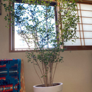 ベンジャミンバロック 観葉植物 植木 園芸 ガーデニング 雑貨