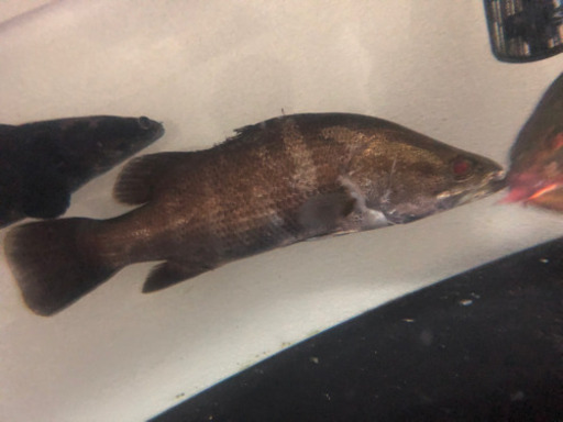 アカメ  約43cm