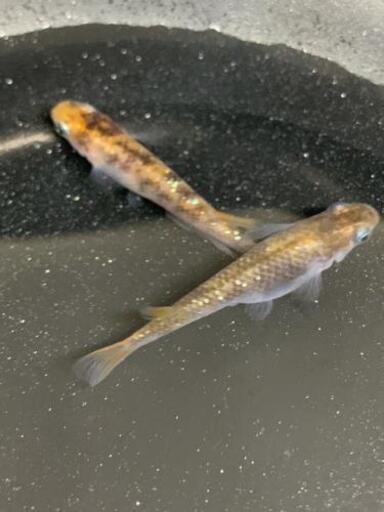 灯錦メダカ 稚魚 10匹 無選別 A 國めだか てだこ浦西のその他の中古あげます 譲ります ジモティーで不用品の処分 灯錦メダカ 稚魚 10匹 無選別 A 國めだか てだこ浦西のその他の中古あげます 譲ります ジモティーで不用品の処分