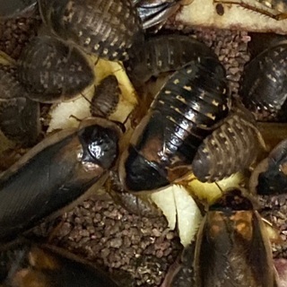 デュビア成虫30匹雄雌半分 アルゼンチンモリゴキブリ 爬虫類餌 マテウス 二俣川のその他の中古あげます 譲ります ジモティーで不用品の処分 デュビア成虫30匹雄雌半分 アルゼンチンモリゴキブリ 爬虫類餌 マテウス 二俣川のその他の中古あげます 譲ります ジモティーで不用品の処分
