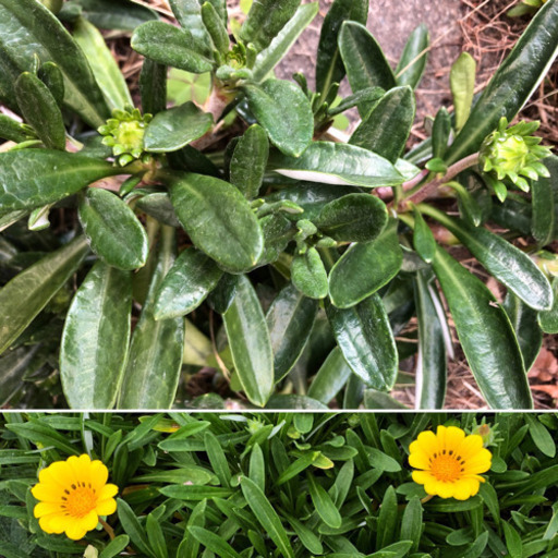 ガザニア 挿木用寄せ植えにも ひまわり 東向日のその他の中古あげます 譲ります ジモティーで不用品の処分 ガザニア 挿木用寄せ植えにも ひまわり 東向日のその他の中古あげます 譲ります ジモティーで不用品の処分
