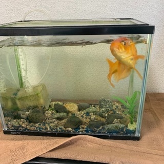 金魚 大きいサイズ 水槽付き Yakita 米子のその他の中古あげます 譲ります ジモティーで不用品の処分