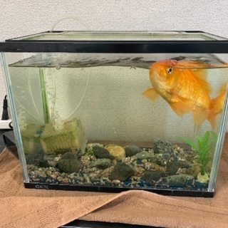 金魚 大きいサイズ 水槽付き Yakita 米子のその他の中古あげます 譲ります ジモティーで不用品の処分 金魚 大きいサイズ 水槽付き Yakita 米子のその他の中古あげます 譲ります ジモティーで不用品の処分