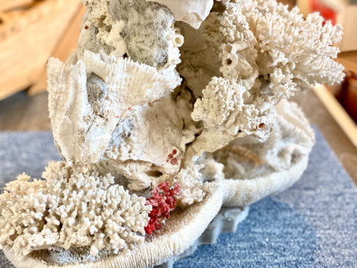 貴重なサンゴの置物 希少！＊血珊瑚＊天然 原木 サンゴ オブジェ 置物