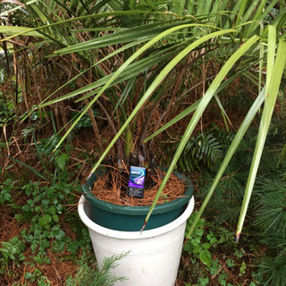 ココスヤシ　耐寒ヤシ　【受付中】