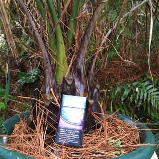 ココスヤシ　耐寒ヤシ　【受付中】