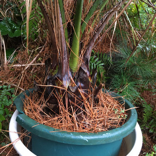 ココスヤシ　耐寒ヤシ　【受付中】