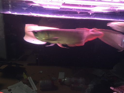 シルバーアロワナ 魚  熱帯魚