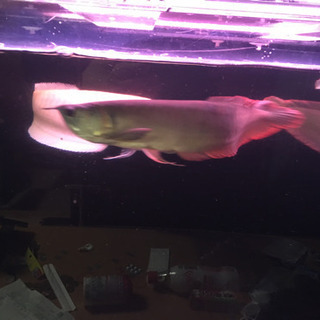 シルバーアロワナ 魚  熱帯魚