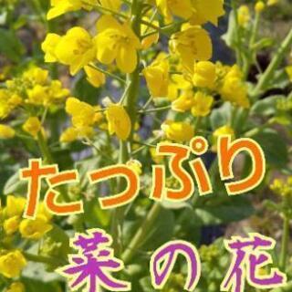 込み合ってます‼️タップリ今だけ‼️菜の花大好きさん居ませんか🙋...