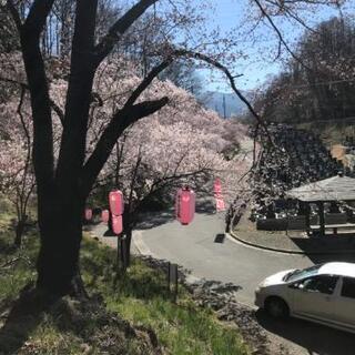 4/5 弘法山で花見しませんか🌸