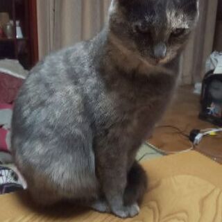 【急募】２歳の女の子の猫ちゃんの里親になってくださいの画像