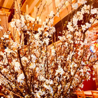 当店の桜は満開になりました🌸明日　明後日もバイキングランチ